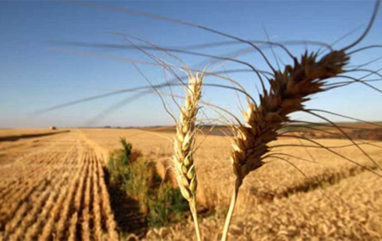 Argentina is Brazil’s largest wheat supplier, and the President Milei government has reduced export taxes which should help sales to its Mercosur partner