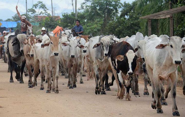 Bolivian authorities are prioritizing the domestic meat demand