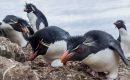 Penguins jealously watching over the eggs in their nest. (Photo: Derek. Pettersson)