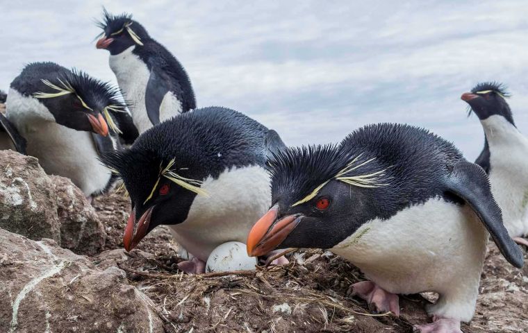 Penguins jealously watching over the eggs in their nest. (Photo: Derek. Pettersson)