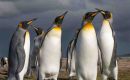 A colony of King Penguins at Volunteer Point, Falklands (Pîc D. Pettersson)