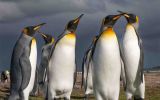 A colony of King Penguins at Volunteer Point, Falklands (Pîc D. Pettersson)