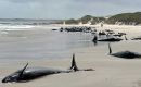 A large number of false killer whales stranded on a remote Tasmanian beach. Image / Parks and Wildlife