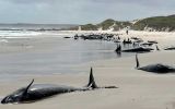 A large number of false killer whales stranded on a remote Tasmanian beach. Image / Parks and Wildlife