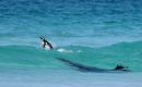 The Attack, Magellanic Penguin, Spheniscus magellanicus. Volunteer Point, Falkland Islands, photo by Tom Schandy, Norway.