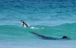 The Attack, Magellanic Penguin, Spheniscus magellanicus. Volunteer Point, Falkland Islands, photo by Tom Schandy, Norway.