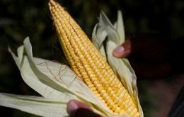 These seeds are known as the “chips of agriculture,” it was explained 