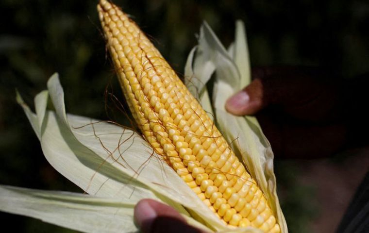 These seeds are known as the “chips of agriculture,” it was explained 