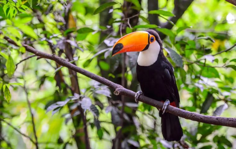 A total of 23 goals have been set to promote the regeneration of Brazil's biomes