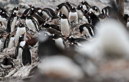 Swabs from three of a few Gentoo Penguins found dead at Laskaridis acreages colony on Cape Dolphin returned positive