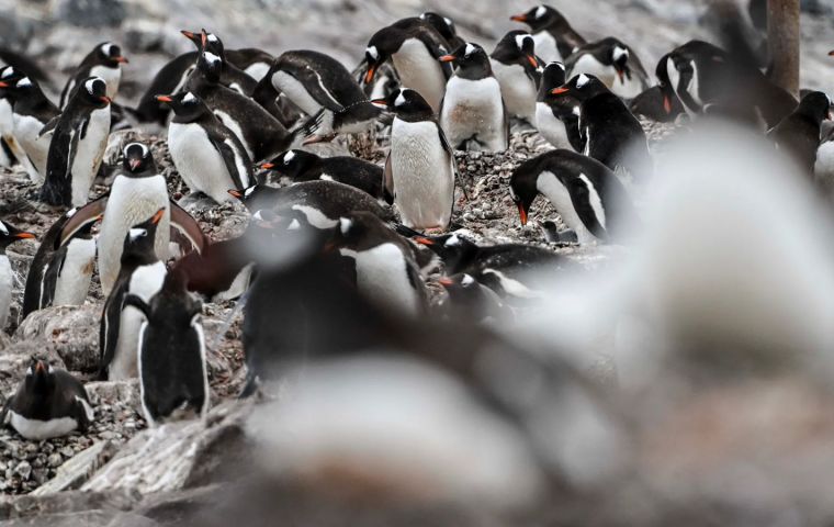 Swabs from three of a few Gentoo Penguins found dead at Laskaridis acreages colony on Cape Dolphin returned positive