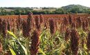 Sorghum is a key crop in Bolivia