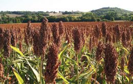 Sorghum is a key crop in Bolivia