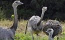 Choiques are non-flying birds playing a key role in distributing seeds in their long-distance displacements 