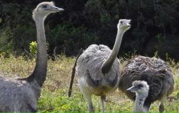 Choiques are non-flying birds playing a key role in distributing seeds in their long-distance displacements 