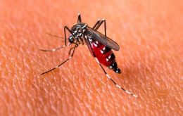”A higher prevalence of dengue virus serotype DEN-1 (64%) is observed,” the Health Ministry also said
