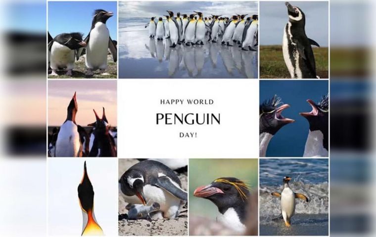 Follow pictures of the different penguin species in the Falklands with credits to Andy Pollard, Georgina Strange, Marc Bouldoukian, FITB and Tomek Zawadowski.