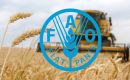 Harvesting of the 2025 coarse grain crops is beginning in the southern hemisphere, with maize output expected to increase in Brazil and South Africa.