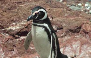 Off course: The Magellanic penguin