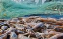 The Falkland Islands fishery, the main supplier of the Spanish market has seen seasons cut short because of lack of sufficient biomass, and the size of squid