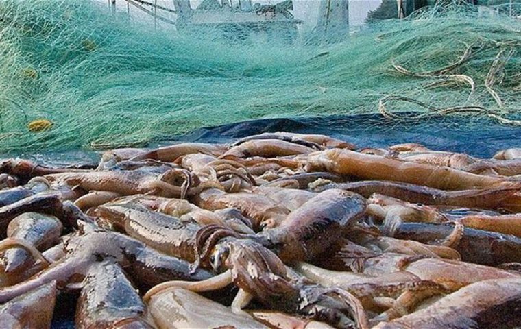 The Falkland Islands fishery, the main supplier of the Spanish market has seen seasons cut short because of lack of sufficient biomass, and the size of squid