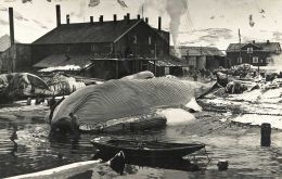 “The weather had been very bad around South Georgia during the month with the result that “whaling has been particularly poor.” (Pic SG Museum)