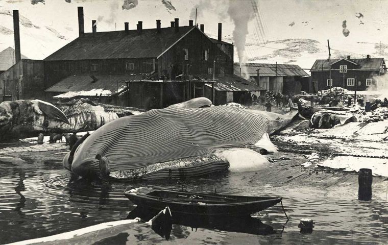 “The weather had been very bad around South Georgia during the month with the result that “whaling has been particularly poor.” (Pic SG Museum)