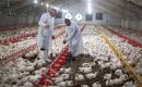 Brazil hopes to resume shipments to China in less than 60 days, Fávaro explained