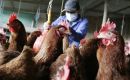 The Senacsa adopted this measure while awaiting clearance to start beef exports to the Philippines