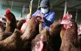 The Senacsa adopted this measure while awaiting clearance to start beef exports to the Philippines
