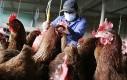 The Senacsa adopted this measure while awaiting clearance to start beef exports to the Philippines