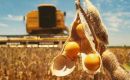 Conab believes a record soybean harvest and strong Chinese demand are expected to drive growth of the country’s soybean and by-product exports in the 2024/25 season
