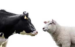 The bluetongue virus (BTV) restricted zone is being extended to cover the whole of England, ending movement restrictions for animals. (Image: © Rokfeler / Adobe Stock)