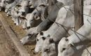 The new status poses new challenges for Bolivian beef