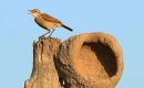 The outbreak involves birds of the “joão-de-barro” species (Furnarius rufus)