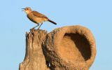 The outbreak involves birds of the “joão-de-barro” species (Furnarius rufus)
