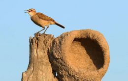 The outbreak involves birds of the “joão-de-barro” species (Furnarius rufus)
