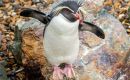 Since 2018, UK has supported green projects on the Falklands and South Atlantic by providing almost £1million a year on average. 