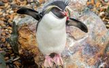 Since 2018, UK has supported green projects on the Falklands and South Atlantic by providing almost £1million a year on average. 