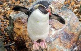 Since 2018, UK has supported green projects on the Falklands and South Atlantic by providing almost £1million a year on average. 
