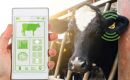 Cattle with ear-tags and an implanted device in ears meant for electronic ID
