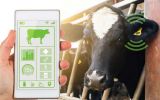 Cattle with ear-tags and an implanted device in ears meant for electronic ID