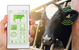 Cattle with ear-tags and an implanted device in ears meant for electronic ID