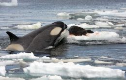 The initiative aims to protect the B1 killer whale population, and reinforces IAATO’s broader commitment to science-based environmental stewardship. (Pic Wikipedia)