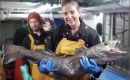 Sue Gregory holds s Patagonian toothfish (Photo: Martin Collins)