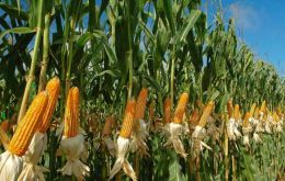 Global maize prices declined sharply, owing to strong harvests and robust availability in Argentina and Brazil and expectations of a record crop in the United States