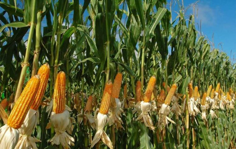 Global maize prices declined sharply, owing to strong harvests and robust availability in Argentina and Brazil and expectations of a record crop in the United States
