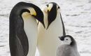 The emperor penguins breed the furthest south of any penguin species, forming large colonies on the sea-ice surrounding the Antarctic continent. (Photo BAS)