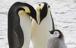 The emperor penguins breed the furthest south of any penguin species, forming large colonies on the sea-ice surrounding the Antarctic continent. (Photo BAS)
