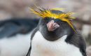  Rockhoppers are much smaller and are, in fact, the smallest penguin that nests in the Falkland Islands. 